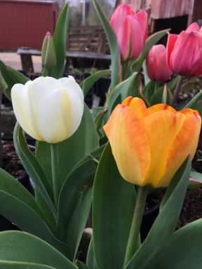 Bulk Tequila Sunrise Mixture Tulip Bulbs - Tulipa Triumph (Aprox. 40 lbs./ 450 Bulbs)